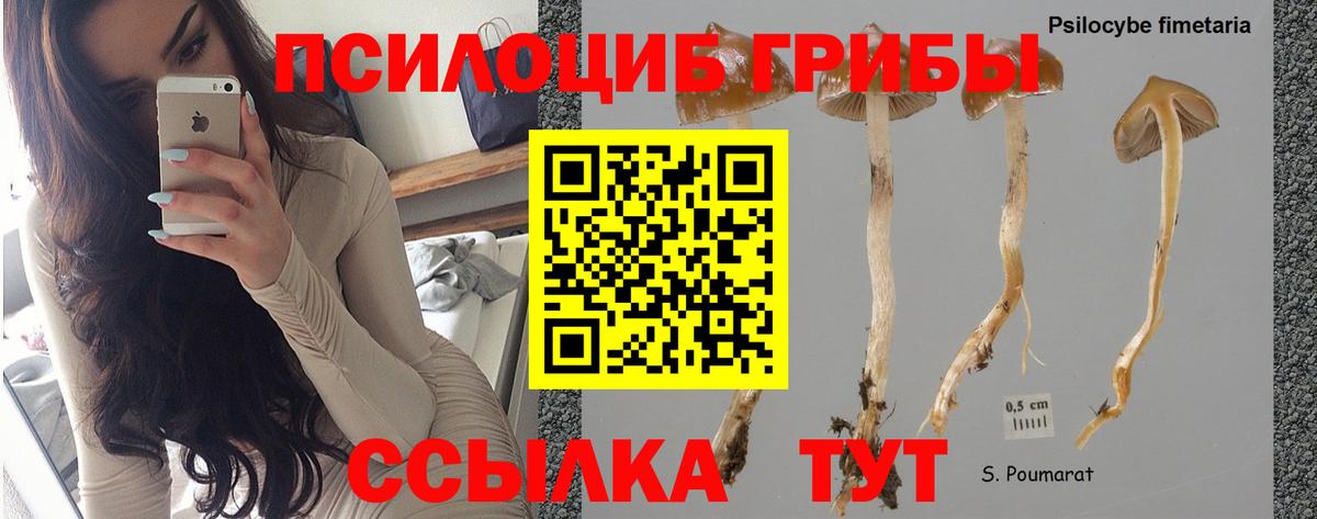 Псилоцибиновые грибы Psilocybe  Галлюциногенные грибы прущие грибы  Вход с VPN  купить наркотики цена  Спасск-Дальний 